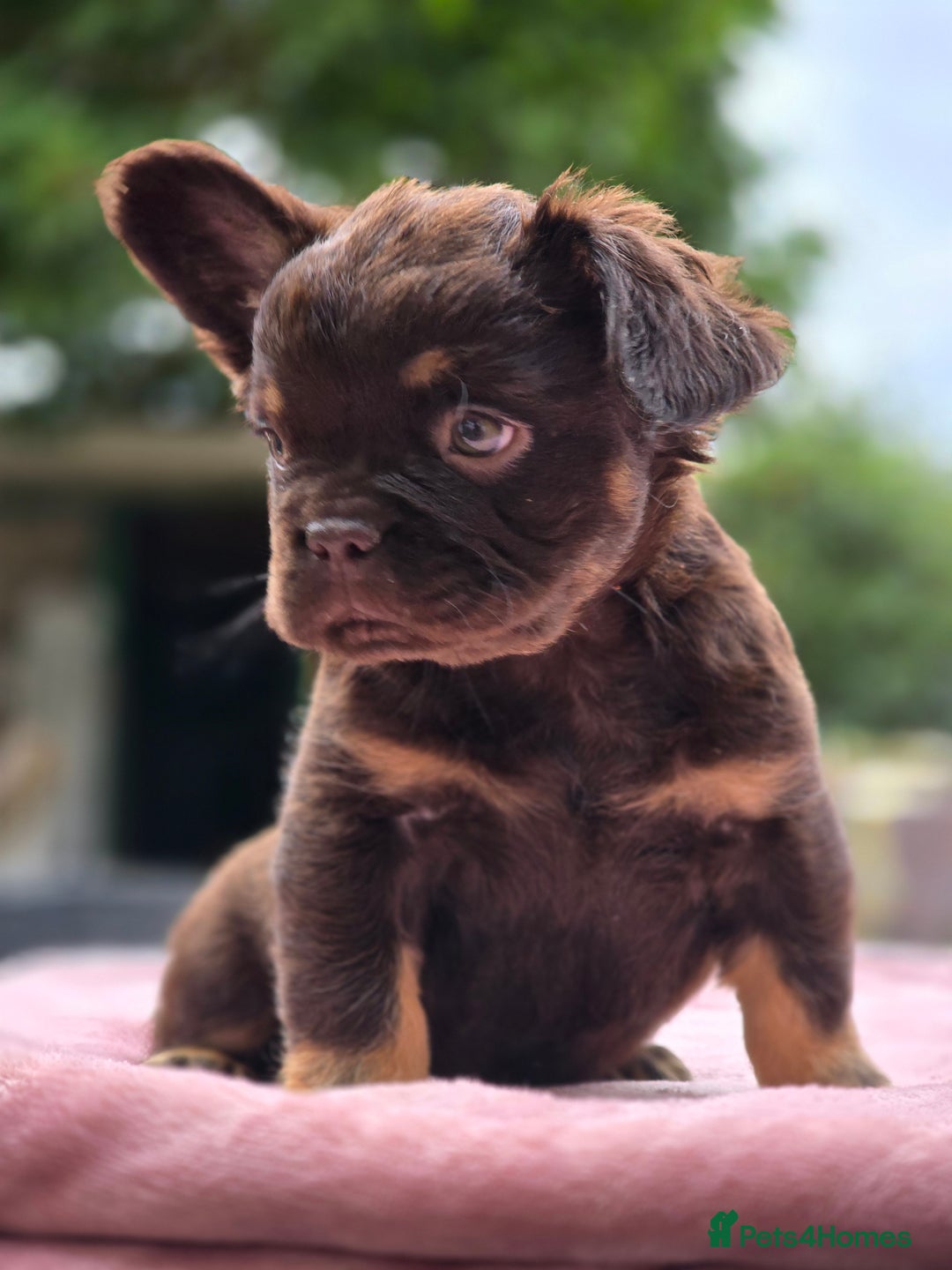 French Bulldog dogs for sale: Fluffy french bulldogs carrying Pink - Image 27