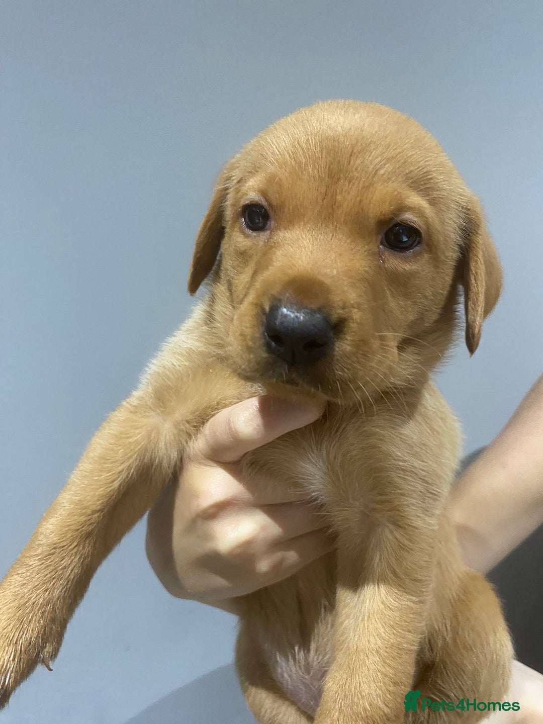Labrador Retriever dogs for sale: KC Fox Red Labradors  - Image 6