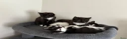 British Longhair cats for sale: 5 Adorable kittens - Advert 2