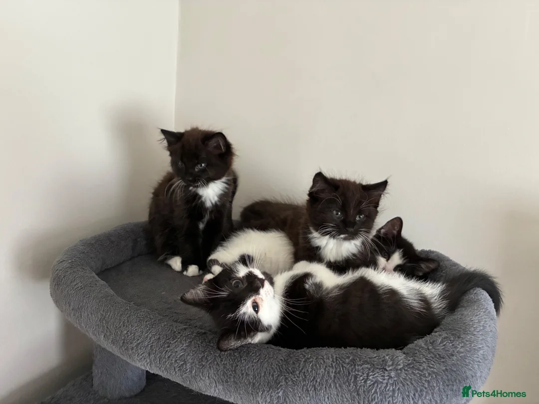 British Longhair cats for sale: 5 Adorable kittens - Advert 2