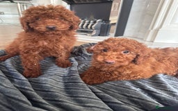 Maltipoo dogs for sale: Health tested rare coat red maltipoos for sale🐶!! - Image 7