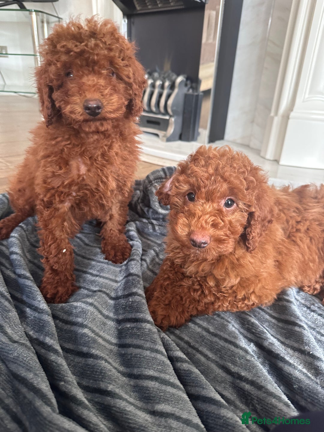 Maltipoo dogs for sale: Health tested rare coat red maltipoos for sale🐶!! - Image 7