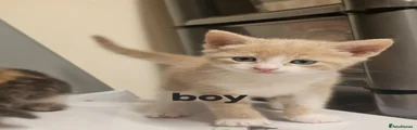 Domestic Shorthair 3