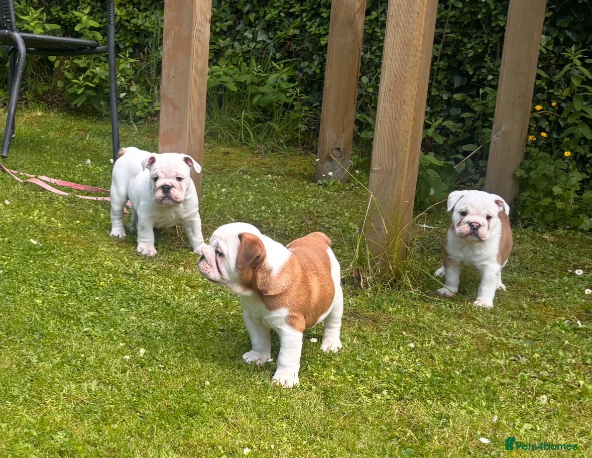 English Bulldog dogs English Bulldog pups  - Advert 3