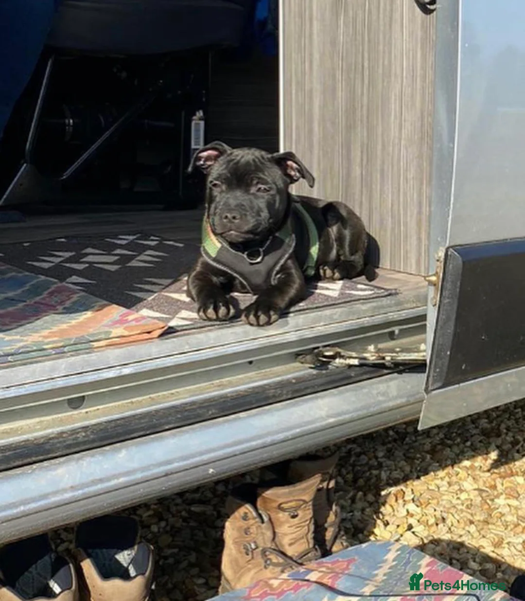 Staffordshire Bull Terrier dogs for stud: *ULTIMATE STUD PACKAGE DEAL* KASSIUS BEST UK BLACK in Manchester - Advert 9