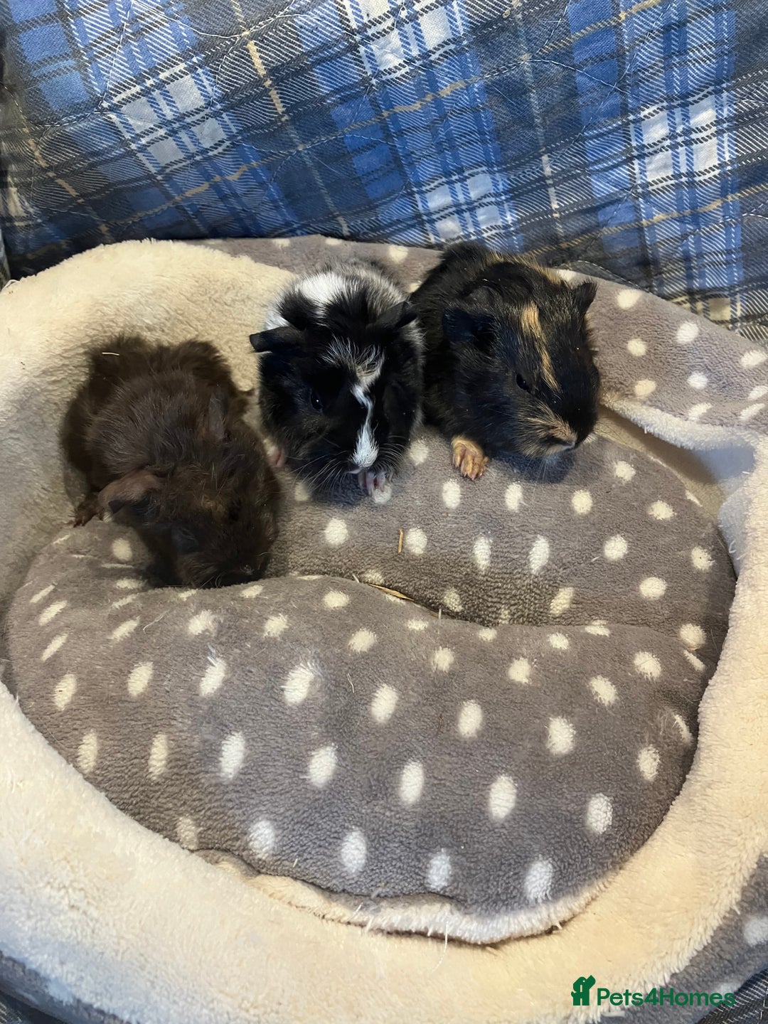 Guinea Pig rodents for sale: Lots of lovely baby boy guinea pigs - Advert 22