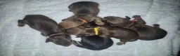 Miniature Dachshund dogs for sale: PRA CLEAR MINIATURE DACHSHUND GIRLS - Advert 21