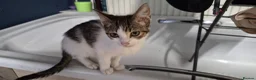 Mixed Breed cats for sale: Tabby kitten  in Willenhall - Advert 9