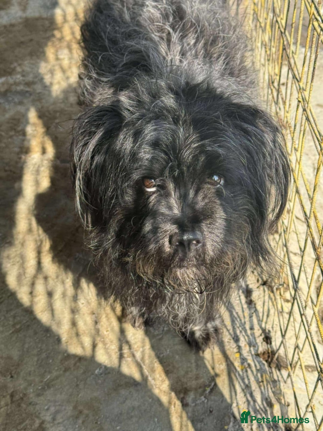 Mixed Breed dogs for adoption: 💝🐾 🐾Introducing SMALL CUTE BOY 🐾TOMMY 🐾 🐾 - Image 1