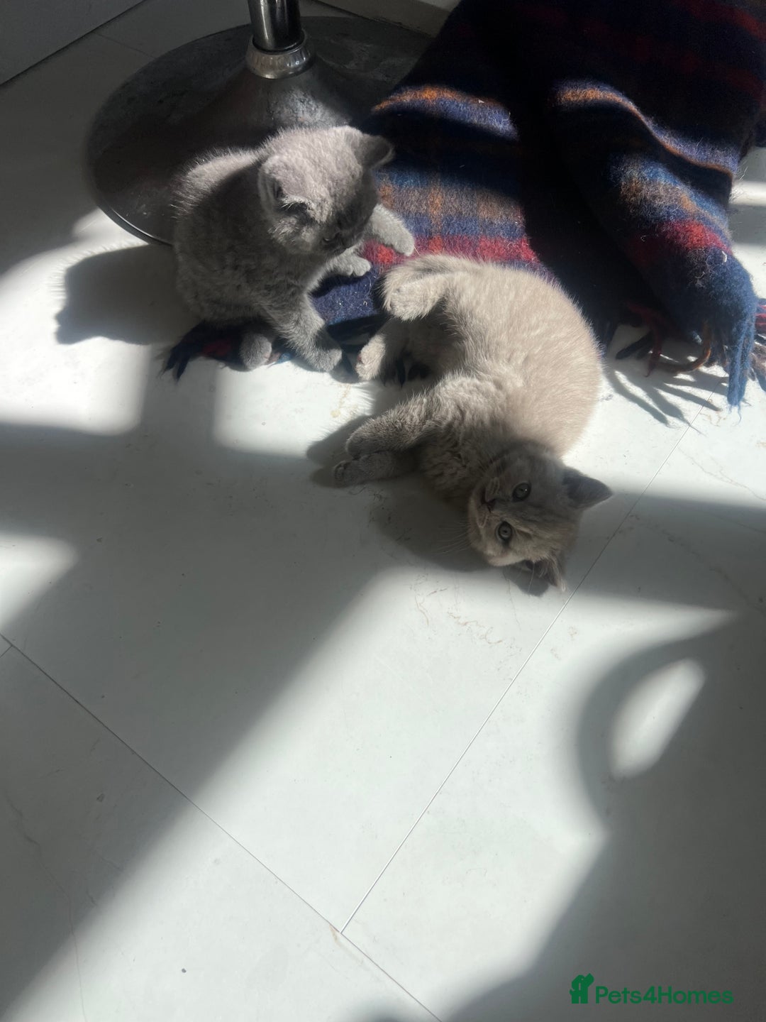 British Shorthair cats for sale: British shorthair kittens - Image 13