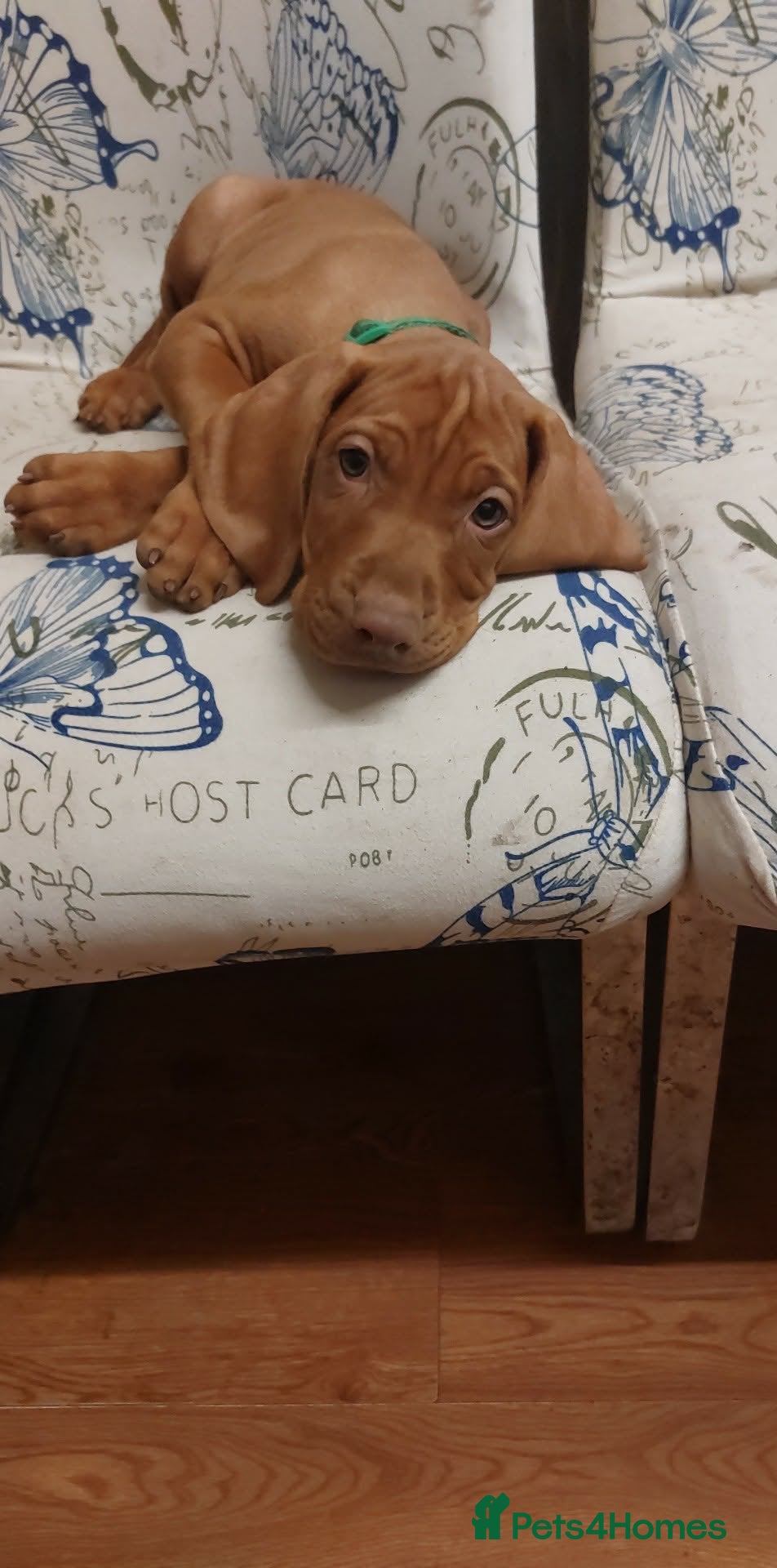 Hungarian Vizsla dogs Extra Ordinary Beautiful Hungarian Vizsla - Advert 4