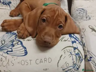 Hungarian Vizsla dogs Extra Ordinary Beautiful Hungarian Vizsla - Advert 4