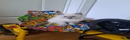 Ragdoll cats for sale: Ragdoll male - Advert 3