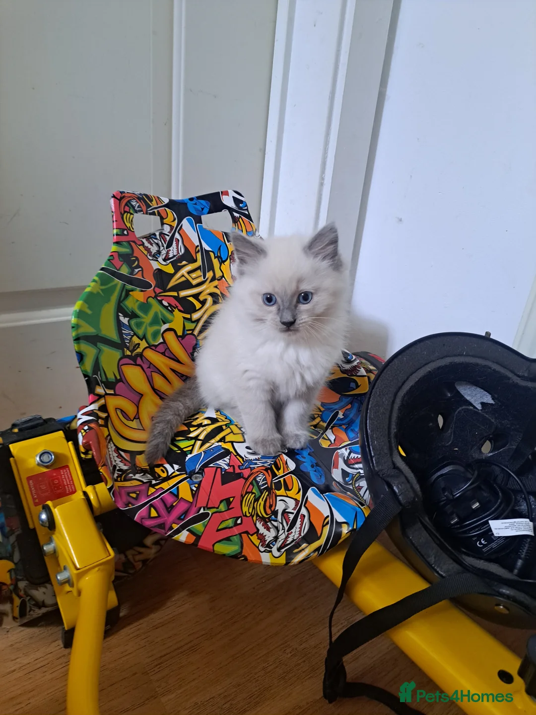 Ragdoll cats for sale: Ragdoll male - Advert 3