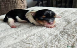 Yorkshire Terrier dogs for sale: 5 szczeniąt York terrier (Biewer) - Image 9