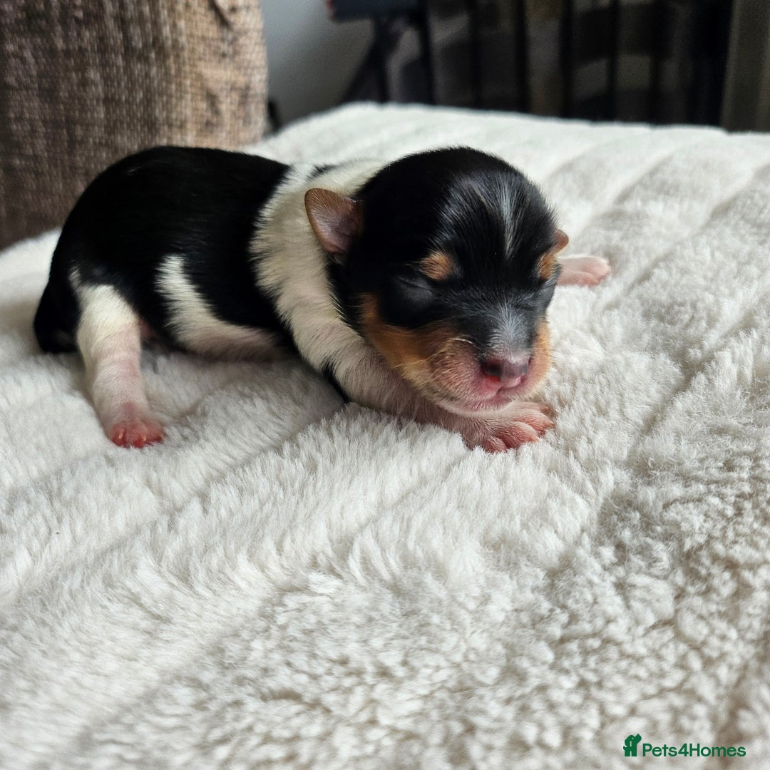 Yorkshire Terrier dogs for sale: 5 szczeniąt York terrier (Biewer) - Image 9