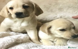 Labrador Retriever dogs for sale: Golden Labrador pups Ready Now - Image 6