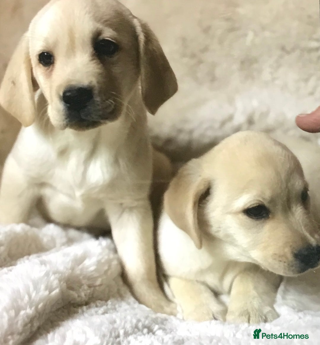 Labrador Retriever dogs for sale: Golden Labrador pups Ready Now - Image 6