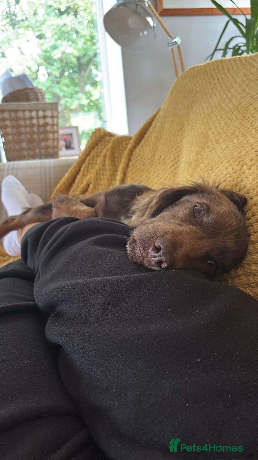 Cocker Spaniel dogs for sale: Rehoming Kobi - Advert 2