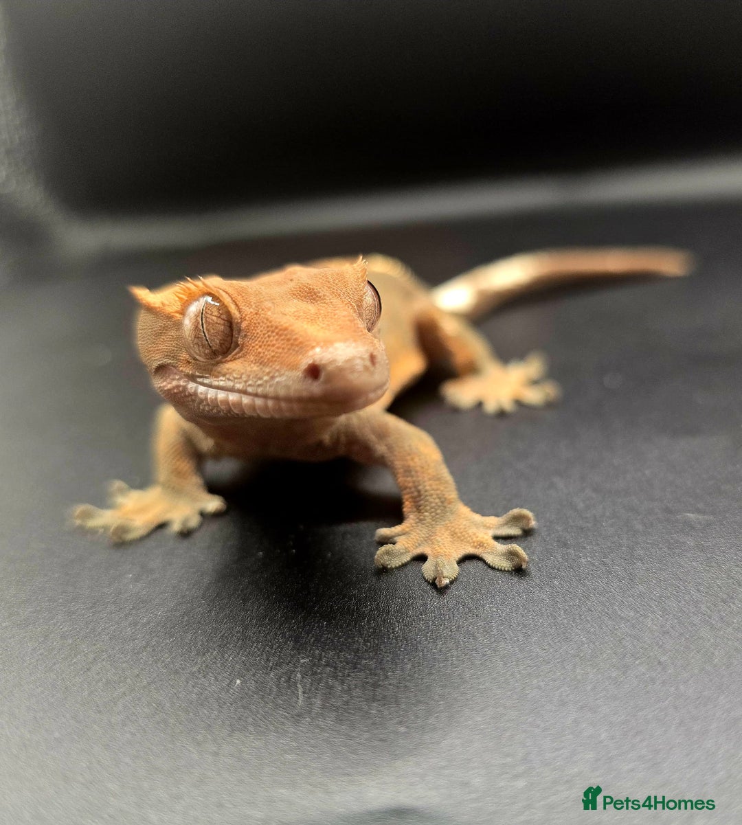 Gecko reptiles for sale: Female Crested Gecko - Image 2