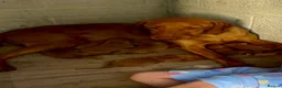 Hungarian Vizsla dogs for sale: Hungarian viszla puppies  - Advert 18