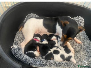 Jack Russell dogs for sale - Advert 1