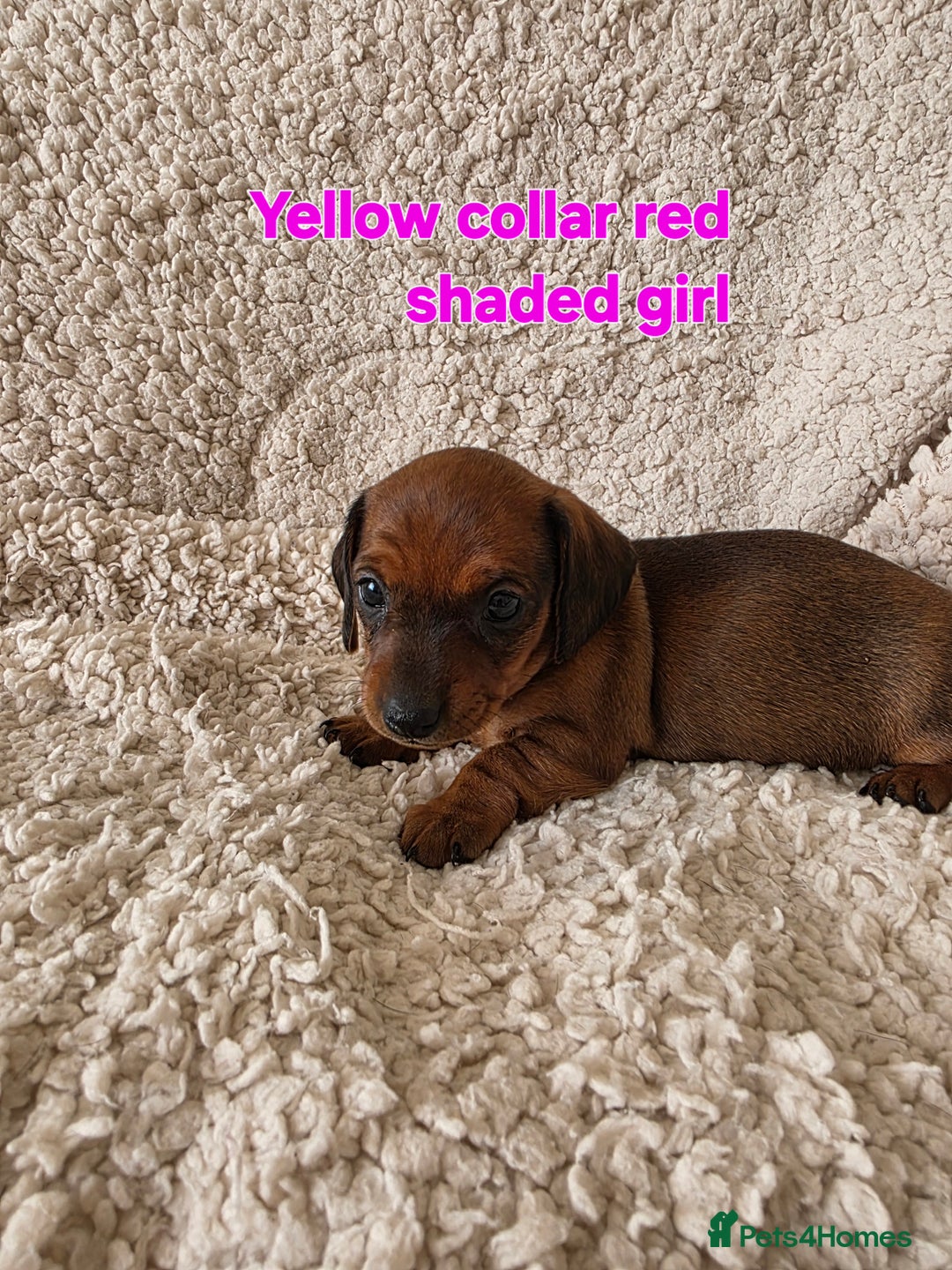 Miniature Dachshund dogs for sale: Beautiful short haired minature dauchshunds  - Advert 8