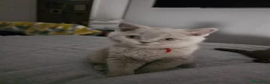 British Shorthair 2