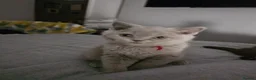British Shorthair cats for sale:  BRITISH SHORTHAIRS  - Advert 2
