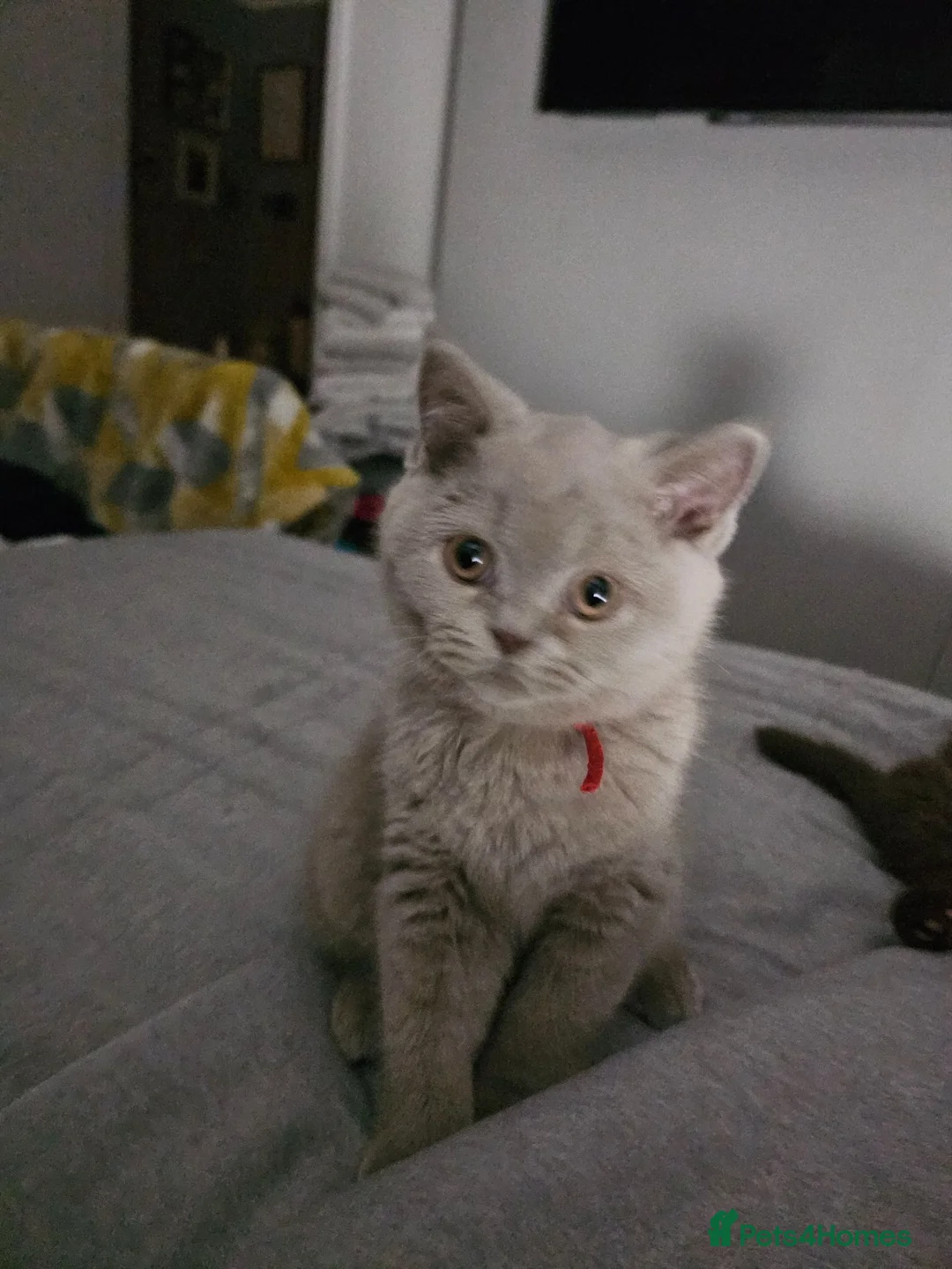 British Shorthair cats for sale:  BRITISH SHORTHAIRS  - Advert 2