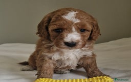 Cockapoo dogs for sale: Beautiful Cockapoo Puppies  - Image 8