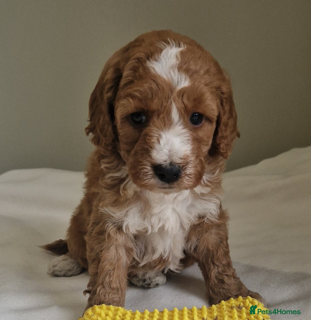 Cockapoo dogs for sale: Beautiful Cockapoo Puppies  - Image 8