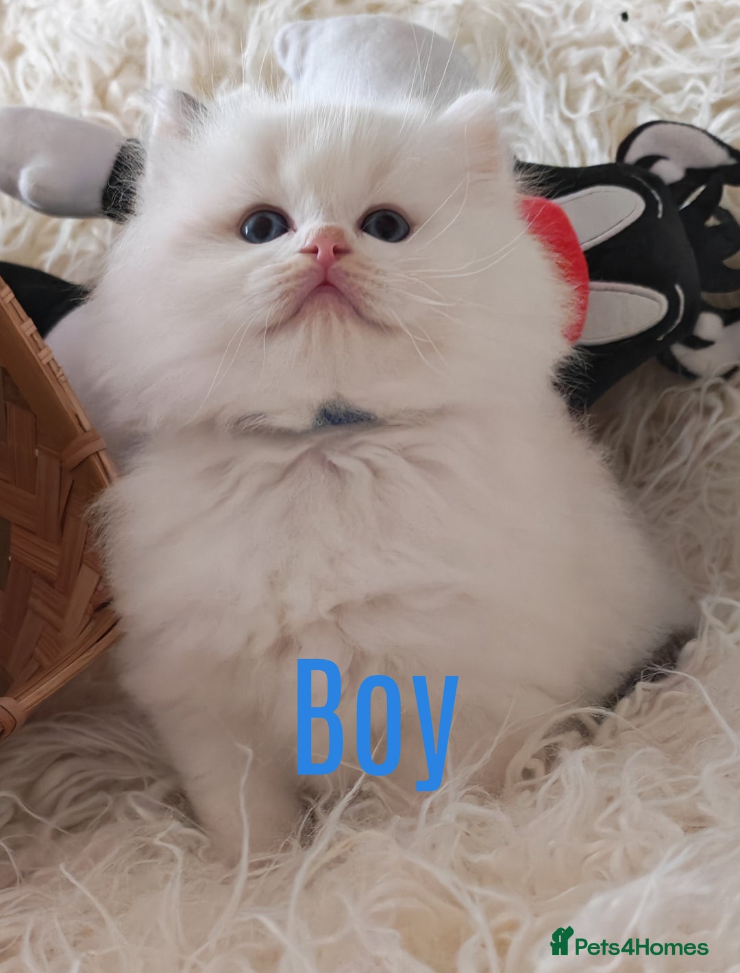 Ragdoll cats for sale: GCCF REGISTER KITTENS  - Advert 21