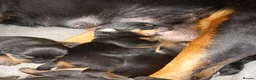 Rottweiler dogs for sale: Chunky full rottie pups  - Advert 15