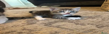 Grey Tabby