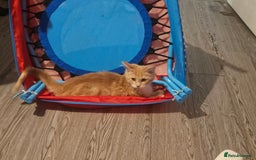 Maine Coon cats for sale: Raya female main coon  - Image 2