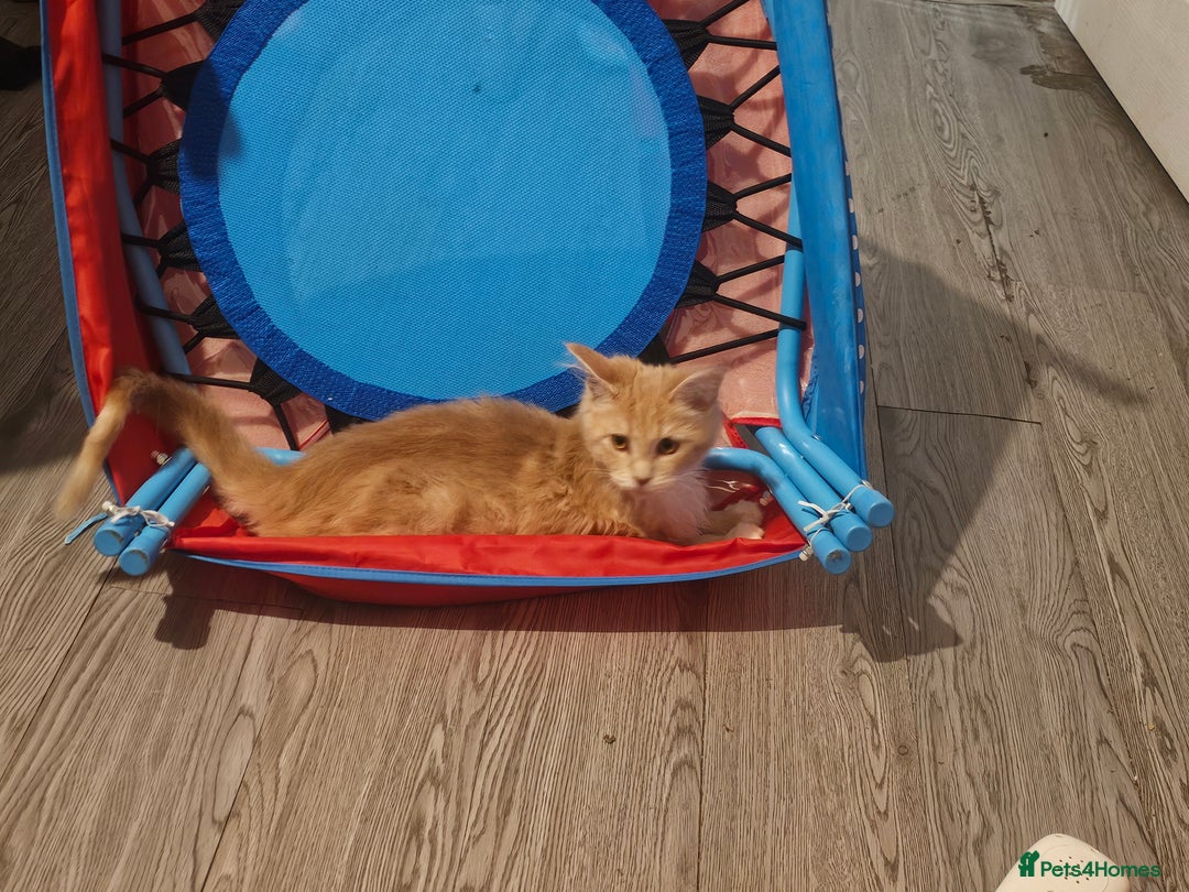 Maine Coon cats for sale: Raya female main coon  - Image 2