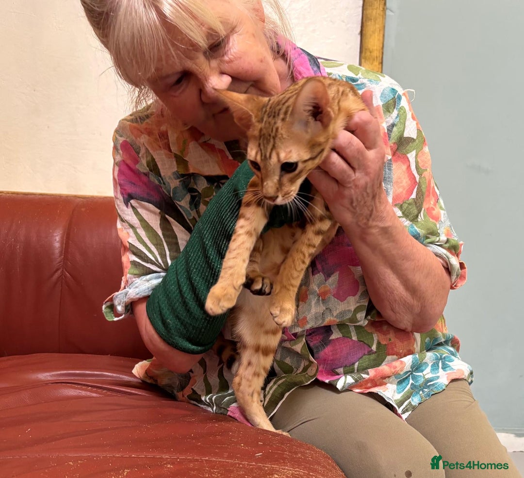 Savannah cats for sale: Cinnamon F4  savannah female & male kittens, TICA  in Spalding - Image 8