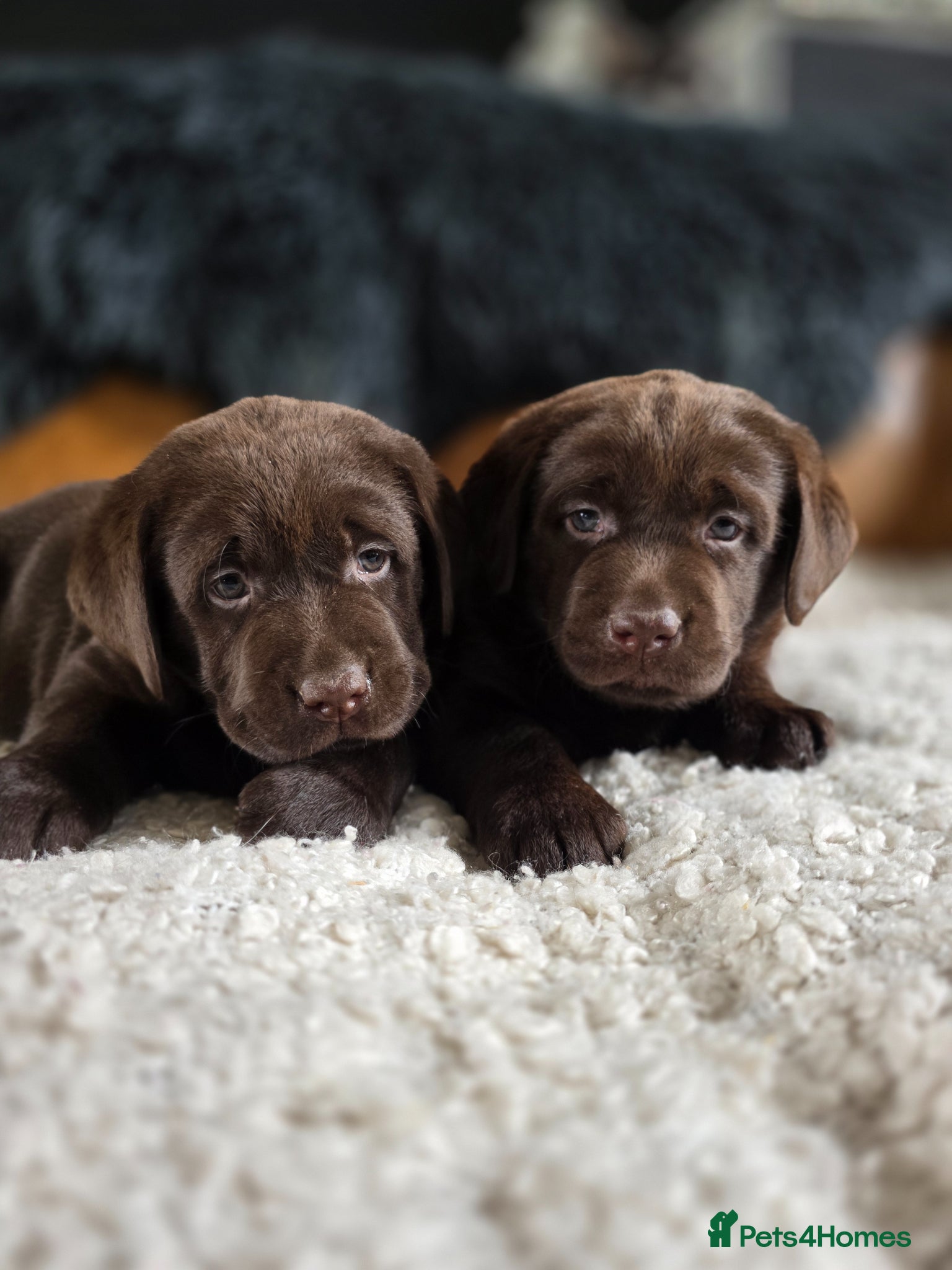 Labrador Retriever dogs High Quality Chunky Chocolate Labrador Puppies - Advert 2