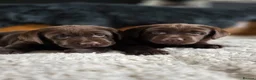 Labrador Retriever dogs for sale: High Quality Chunky Chocolate Labrador Puppies - Advert 6