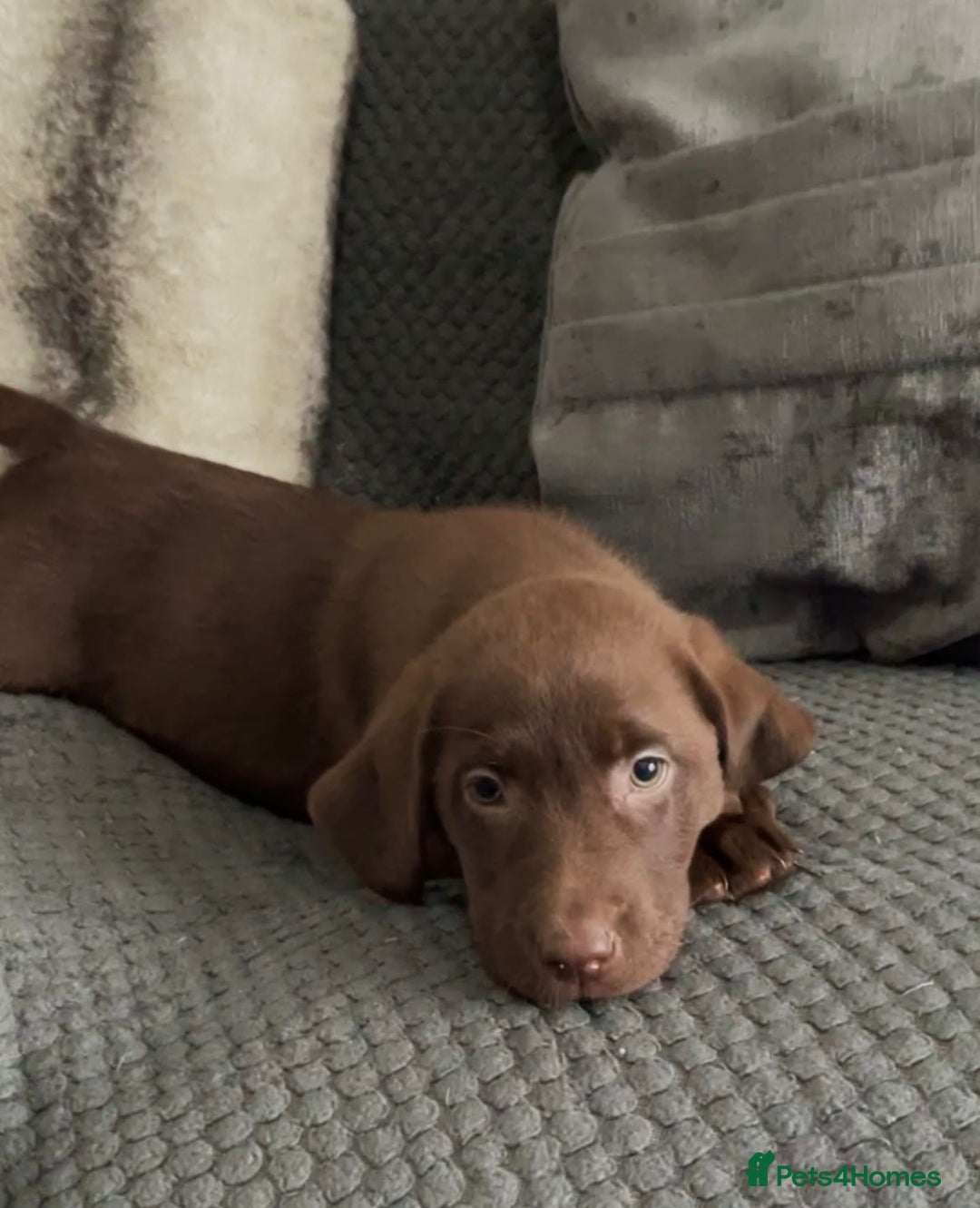 Labrador Retriever dogs for sale: Labrador puppies  - Image 14