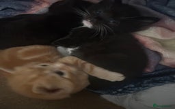 Mixed Breed cats for sale: Mixed breed tabby kittens  - Image 3