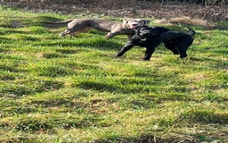 Labrador Retriever dogs for sale: One year old labradors male and female - Image 4