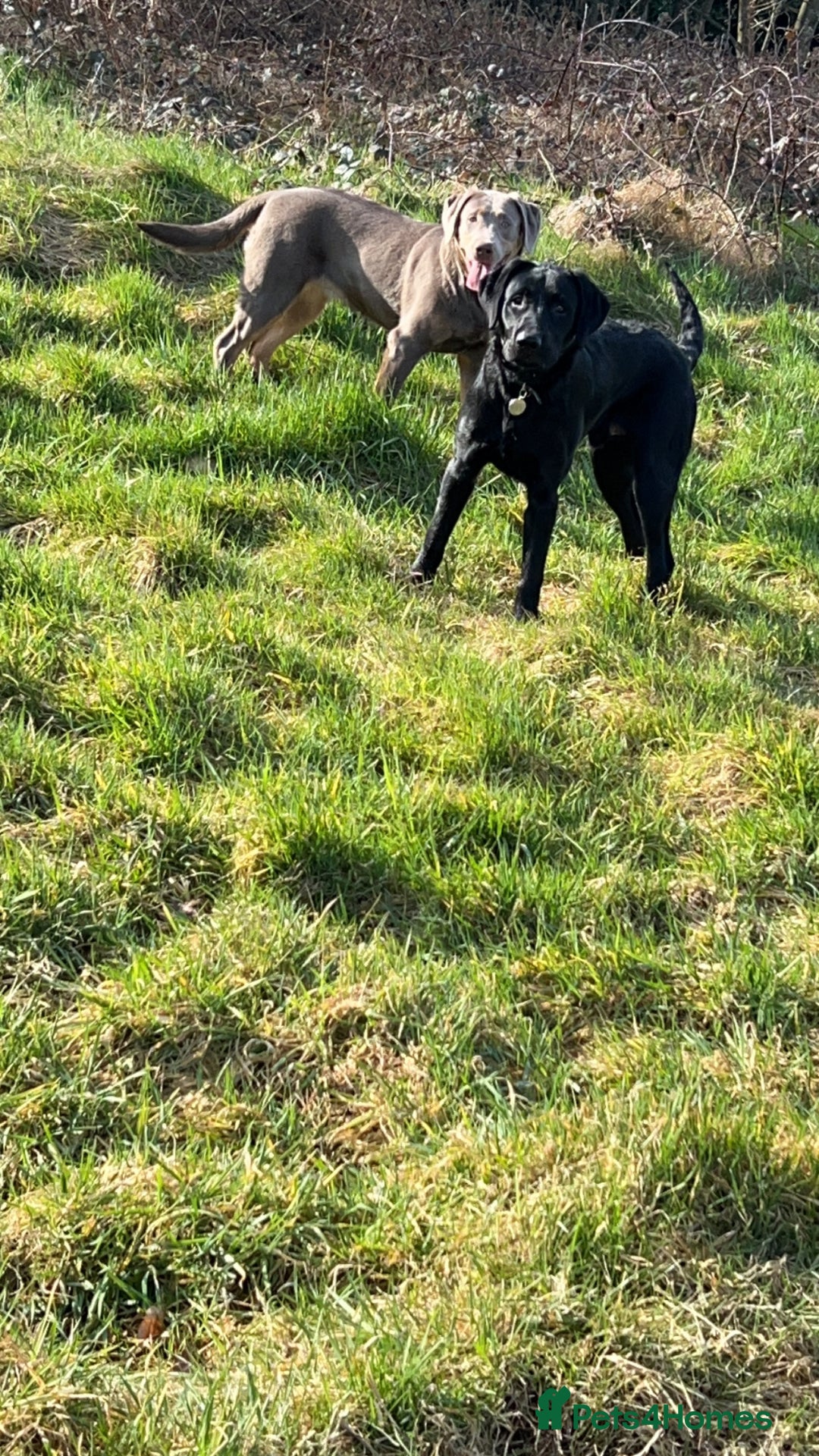 Labrador Retriever dogs for sale: One year old labradors male and female - Image 4