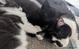Mixed Breed cats for sale: Beautiful boy kittens - Image 2