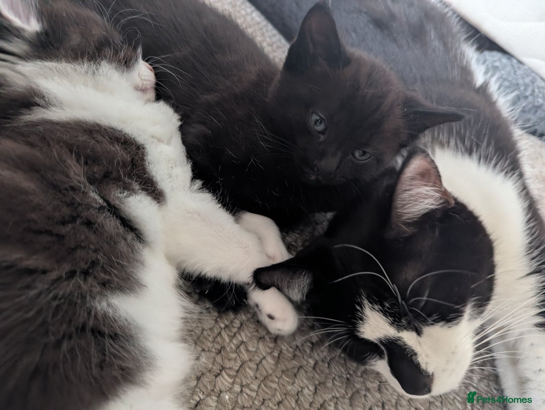 Mixed Breed cats for sale: Beautiful boy kittens - Image 2