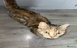 Sokoke cats for sale: Sokoke X tabby  - Image 8