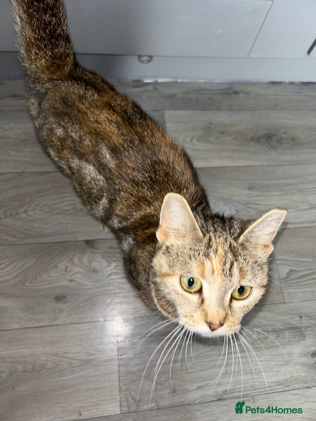 Sokoke cats for sale: Sokoke X tabby  - Image 8