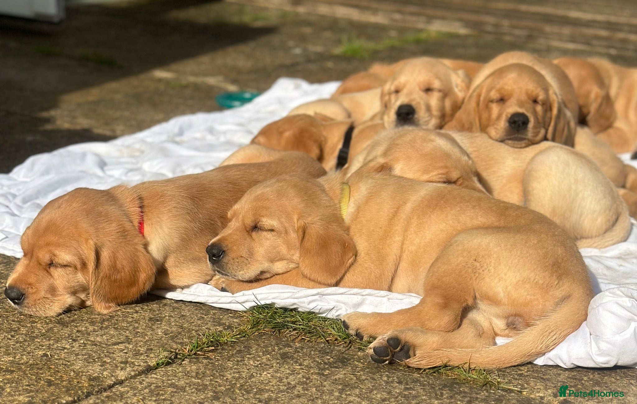 Goldador dogs **Stunning Goldador** puppies full health checks - Advert 1