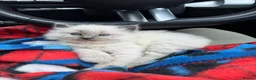 Ragdoll cats for sale: 5 Ragdoll kittens - Advert 17